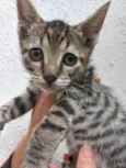 Gato raça Srd idade 2 a 6 meses nome Tigrinho bb2 meses 