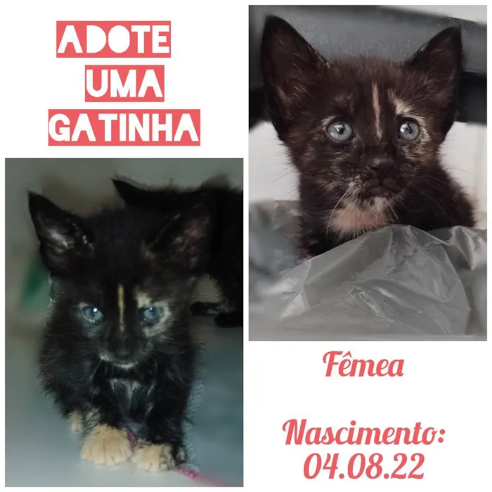 Gato raça Indefinida idade Abaixo de 2 meses nome Tem não 