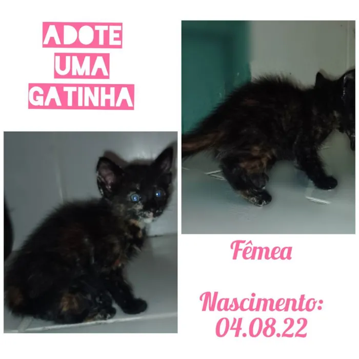 Gato raça Indefinida idade Abaixo de 2 meses nome Não t