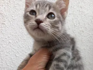 Gato raça Srd idade 2 a 6 meses nome Kimchi bb2meses 