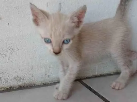 Gato ra a Não indentificada idade 2 a 6 meses nome Não tem nome ainda 