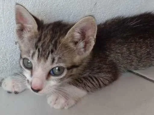 Gato ra a Não indentificada idade 2 a 6 meses nome Não tem nome ainda 