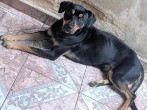 Cachorro raça SRD idade 2 anos nome Thor e Andromeda