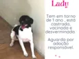 Lady