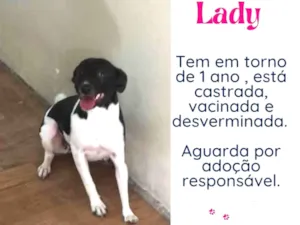 Cachorro raça SRD idade 1 ano nome Lady