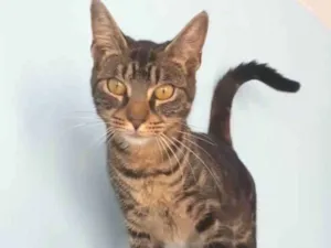 Gato raça srd tigradinha idade 7 a 11 meses nome TUTTI