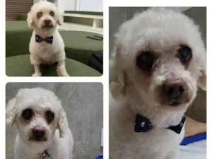 Cachorro raça poodle idade 6 ou mais anos nome dudu