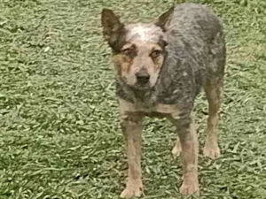 Cachorro raça blue heeler idade 4 anos nome dora
