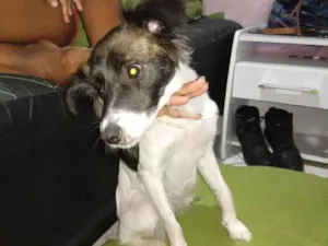 Cachorro raça Borde Collie com vira-lata  idade 7 a 11 meses nome Panda
