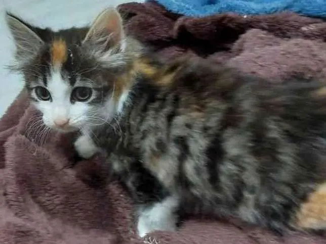 Gato raça SRD idade Abaixo de 2 meses nome FOFURA