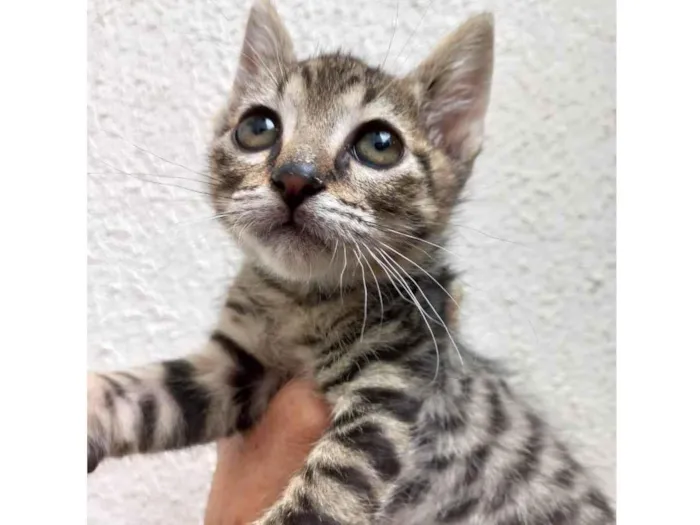Gato raça Srd idade 2 a 6 meses nome Tigrinho bb2 meses 