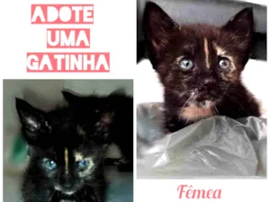 Gato raça Indefinida idade Abaixo de 2 meses nome Tem não 