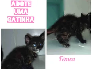 Gato raça Indefinida idade Abaixo de 2 meses nome Não t