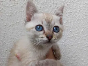 Gato raça Srd idade 2 a 6 meses nome Chantilly bb2meses 