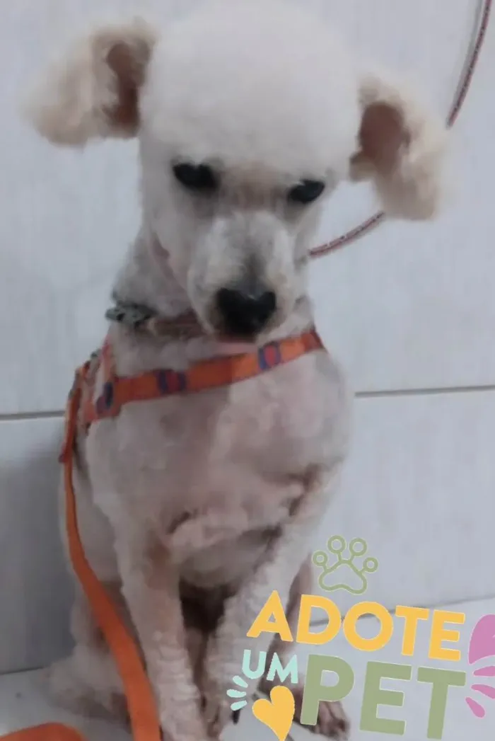 Cachorro ra a Poodle  idade 4 anos nome JONH