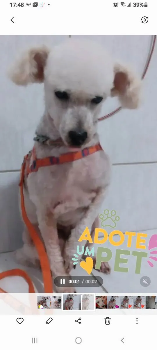 Cachorro ra a Poodle  idade 4 anos nome JONH