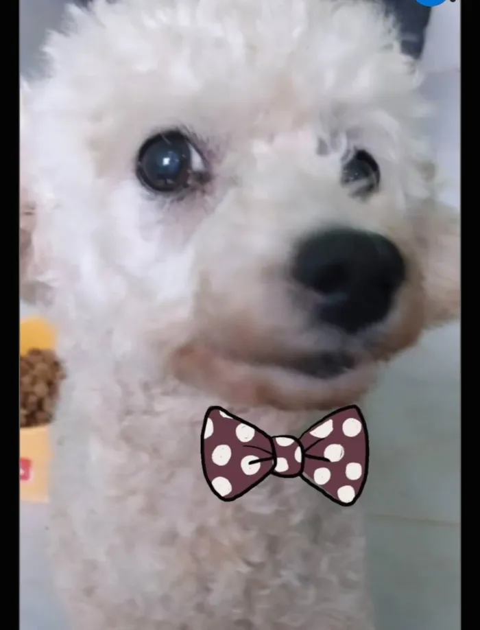 Cachorro ra a Poodle  idade 4 anos nome JONH