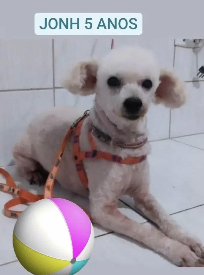 Cachorro ra a Poodle  idade 4 anos nome JONH