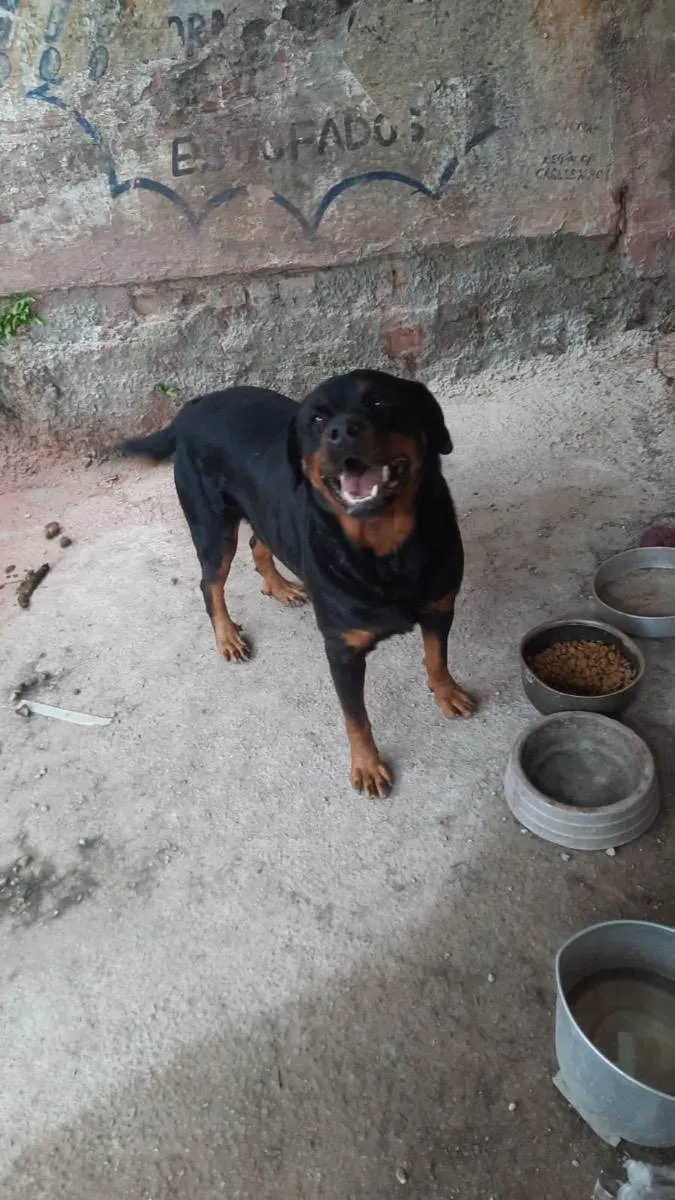 Cachorro ra a Rotweiler idade 3 anos nome Kira