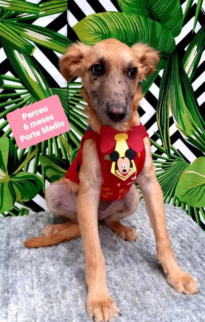 Cachorro raça Srd idade 2 a 6 meses nome Perceu 