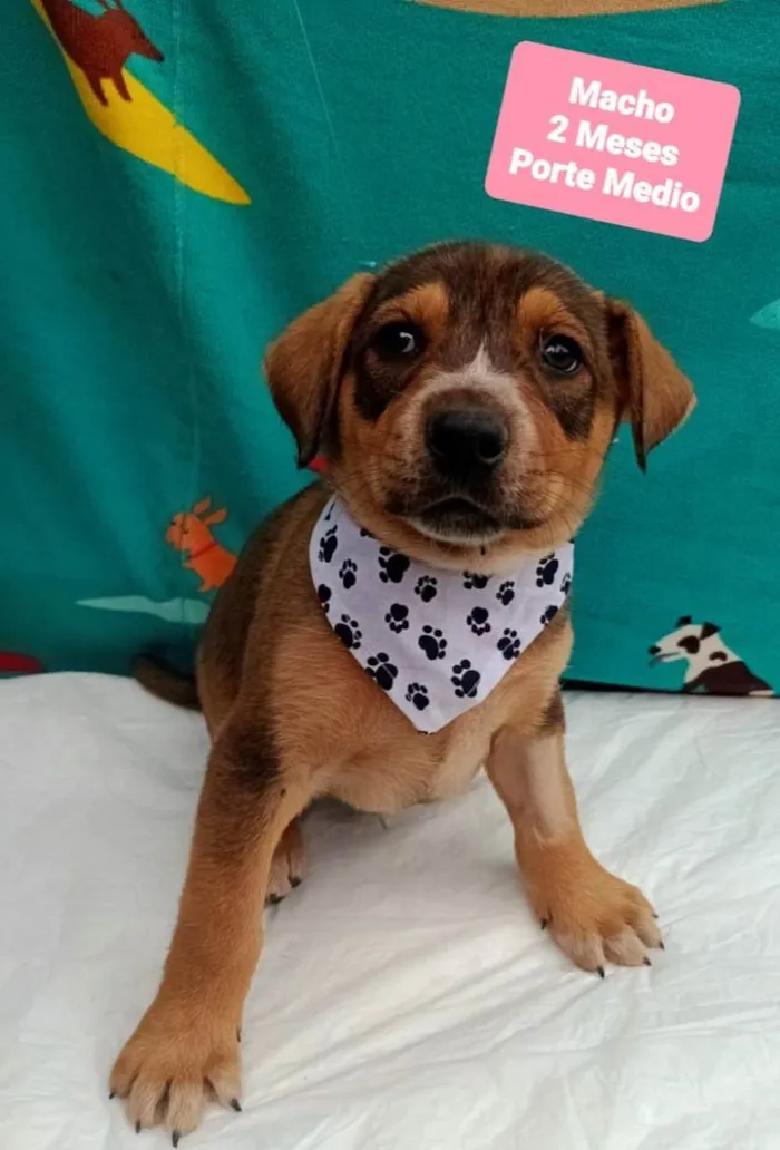 Cachorro raça Srd idade 2 a 6 meses nome Bruce 