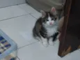 FOFURA