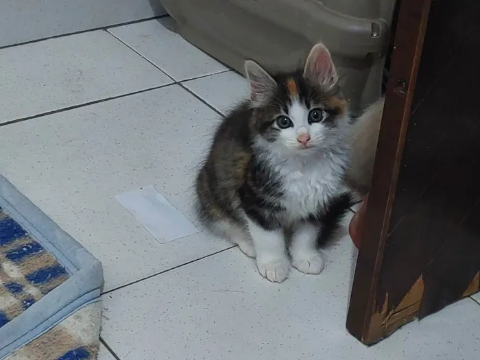 Gato raça SRD idade Abaixo de 2 meses nome FOFURA