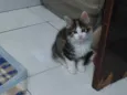FOFURA