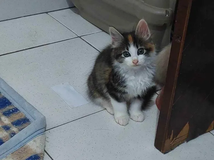 Gato raça SRD idade Abaixo de 2 meses nome FOFURA