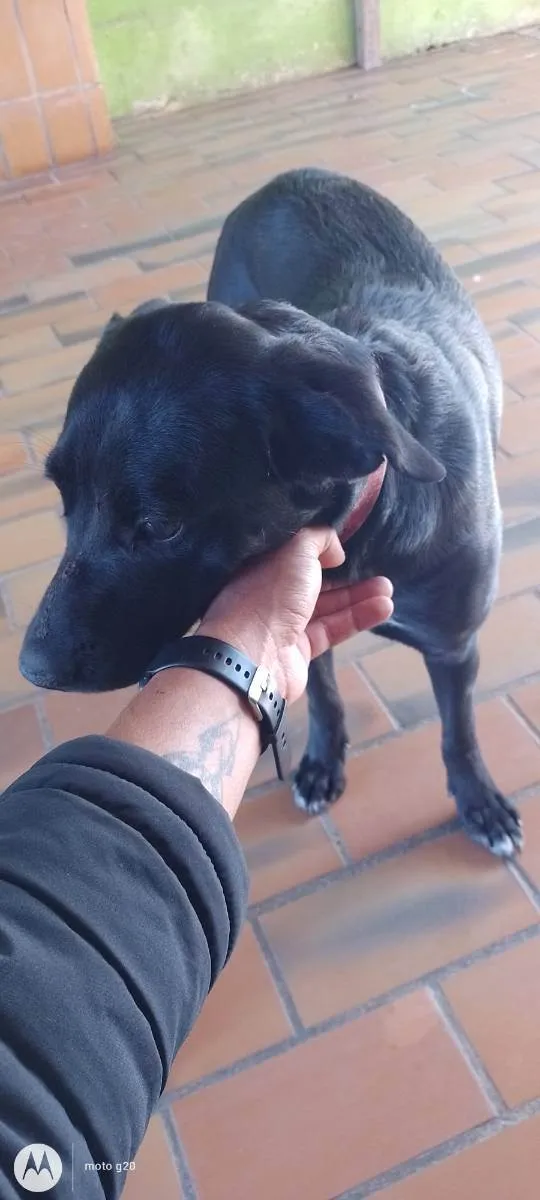 Cachorro ra a Mistura de labrador  idade 7 a 11 meses nome Charlote