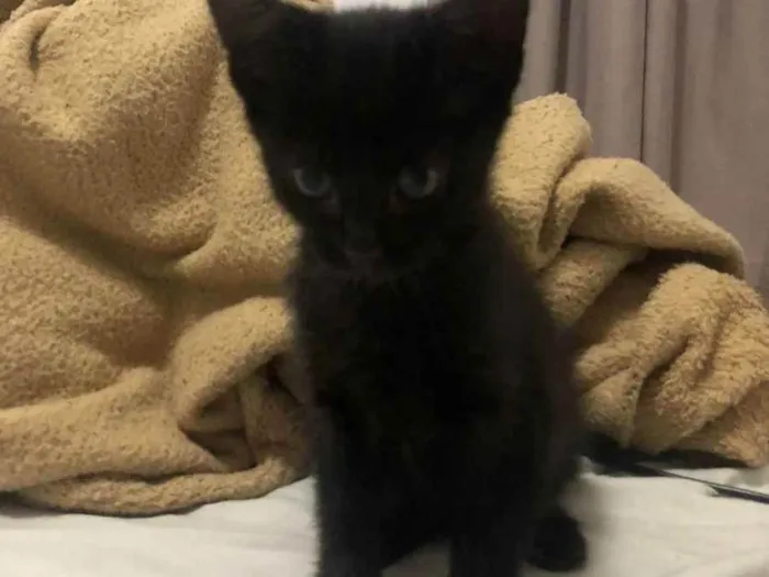Gato raça  idade Abaixo de 2 meses nome Sem nome 
