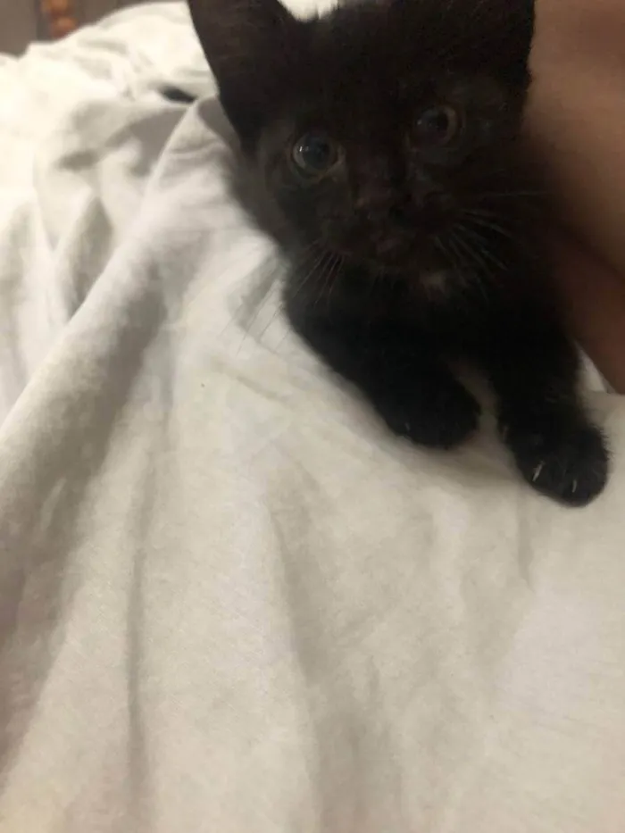 Gato raça  idade Abaixo de 2 meses nome Sem nome 
