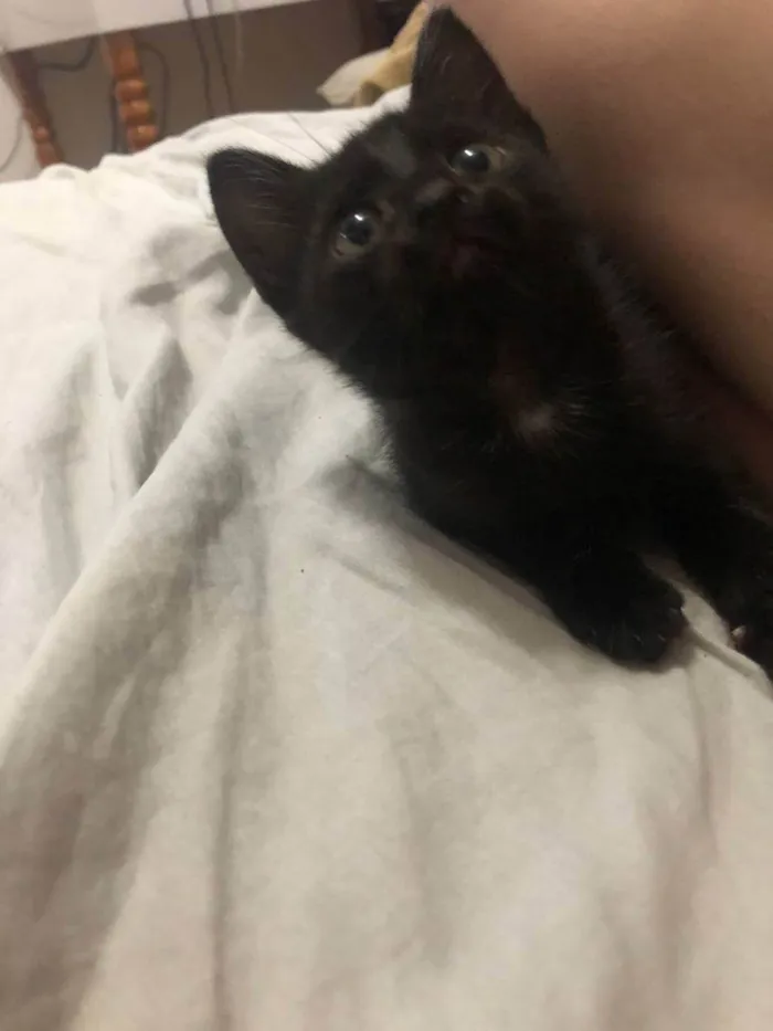 Gato raça  idade Abaixo de 2 meses nome Sem nome 