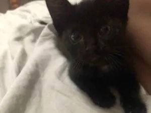 Gato raça  idade Abaixo de 2 meses nome Sem nome 