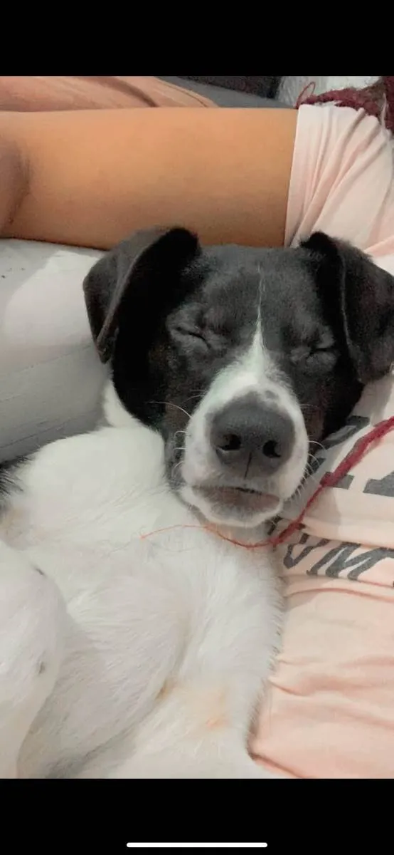 Cachorro ra a Vira-lata idade 3 anos nome Mickey