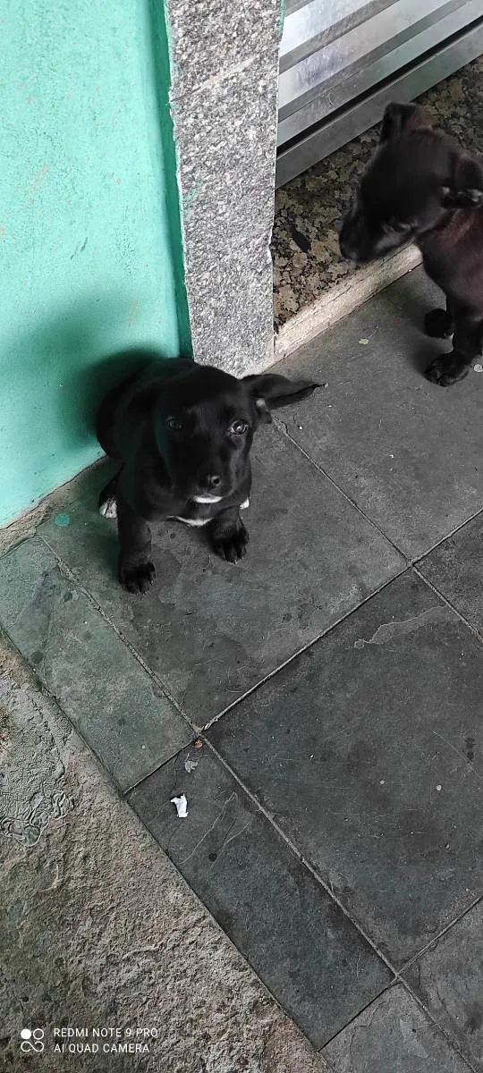 Cachorro ra a Vira Lata idade 2 a 6 meses nome Ainda sem nome 