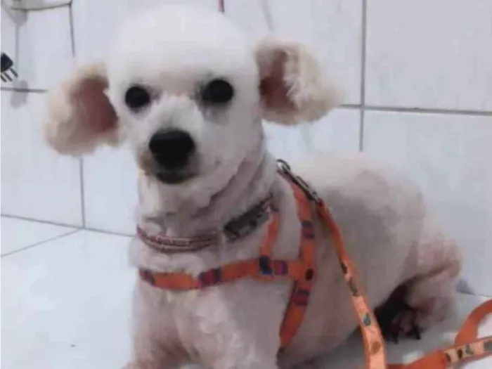 Cachorro ra a Poodle  idade 4 anos nome JONH