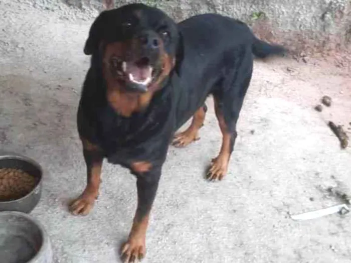 Cachorro ra a Rotweiler idade 3 anos nome Kira