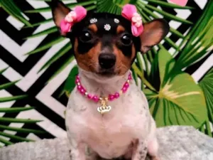 Cachorro raça Pinscher idade 3 anos nome Pitu