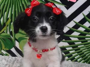 Cachorro raça Srd idade 2 a 6 meses nome Lilica