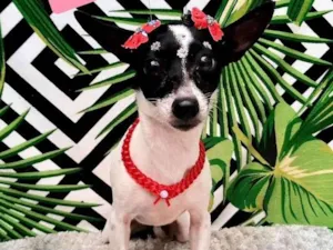 Cachorro raça Pinscher idade 6 ou mais anos nome Lula 