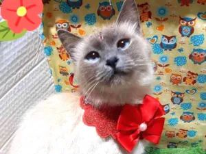Gato raça Srd idade 2 a 6 meses nome Floquinha 