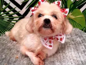 Cachorro raça Ilhasa apso  idade 6 ou mais anos nome Filó 