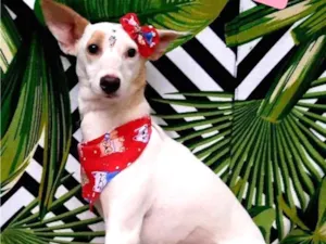 Cachorro raça Srd idade 1 ano nome Chica