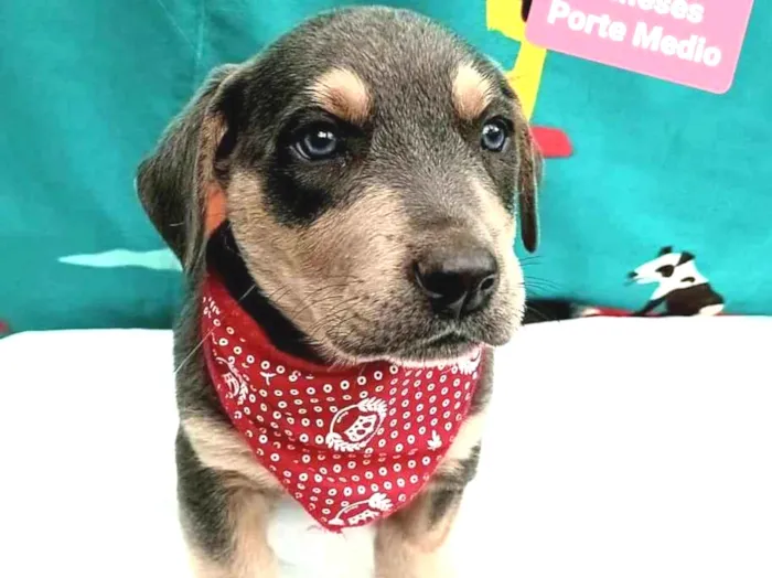 Cachorro raça Srd idade 2 a 6 meses nome Lucca