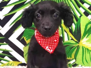 Cachorro raça Srd idade 2 a 6 meses nome Stive