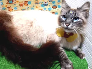 Gato raça Srd idade 2 a 6 meses nome Pérola 