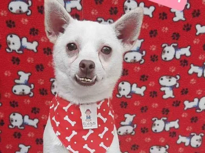 Cachorro raça Srd idade 2 anos nome Lilico