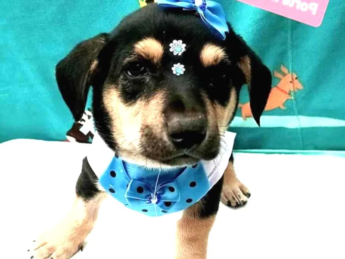 Cachorro raça Srd idade 2 a 6 meses nome Cinderela 