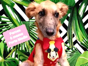 Cachorro raça Srd idade 2 a 6 meses nome Perceu 